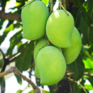 มะม่วง (Mango)