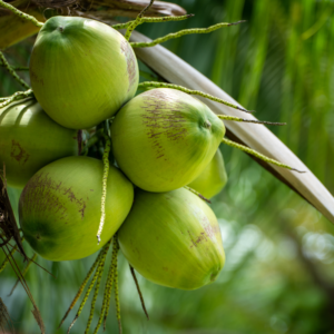 มะพร้าวน้ำหอมไทย (Thai Aromatic Coconut)